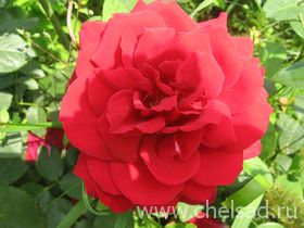 ФОТО Канадская роза Чамплейн (Шамплейн)