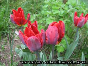 ФОТО Тюльпаны в моем саду