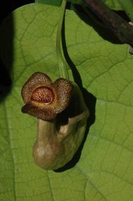 ФОТО Кирказон или Аристолохия крупнолистная трубчатая  цветок